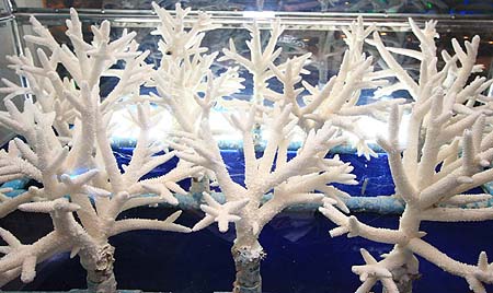 ปะการัง, ปะการังเขากวาง, อนุรักษ์, ฟื้นฟู, ท้องทะเล, ทะเลไทย
