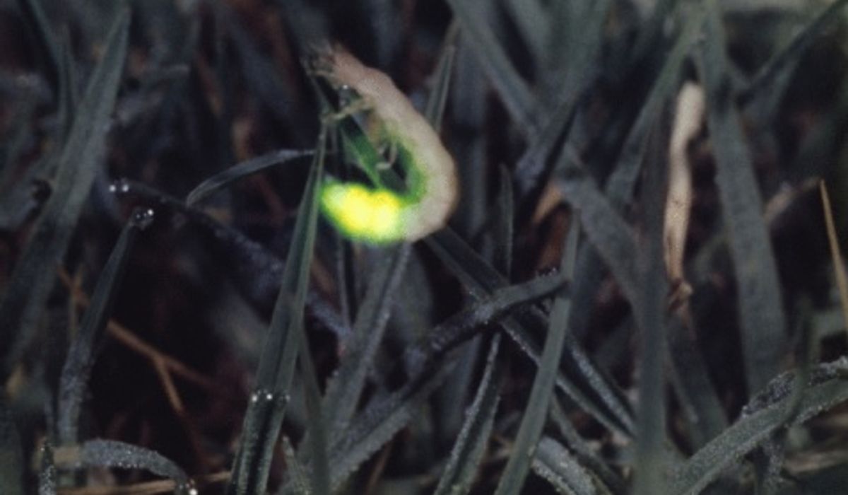 เหตุใดหิ่งห้อยจึงต้อง คู่กับต้นลำพู