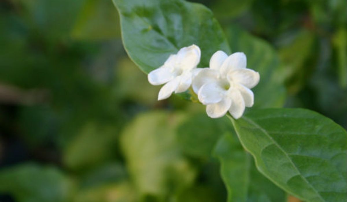 รวมเรื่องน่ารู้ วันแม่แห่งชาติ 2556