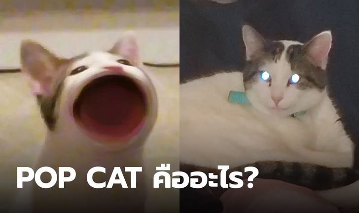 Pop Cat คืออะไร มาจากไหน และรู้จักตัวจริงของแมว Pop Cat
