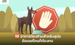 10 อาหารต้องห้ามสำหรับสุนัข อ้อนแค่ไหนก็ต้องทน ห้ามให้เด็ดขาด