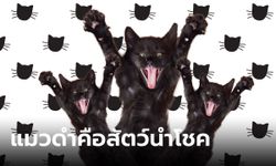 ใครว่าแมวดำนำโชคร้าย เปิดความเชื่อ 6 ประเทศที่ยกย่องแมวดำเป็นสัตว์นำโชค