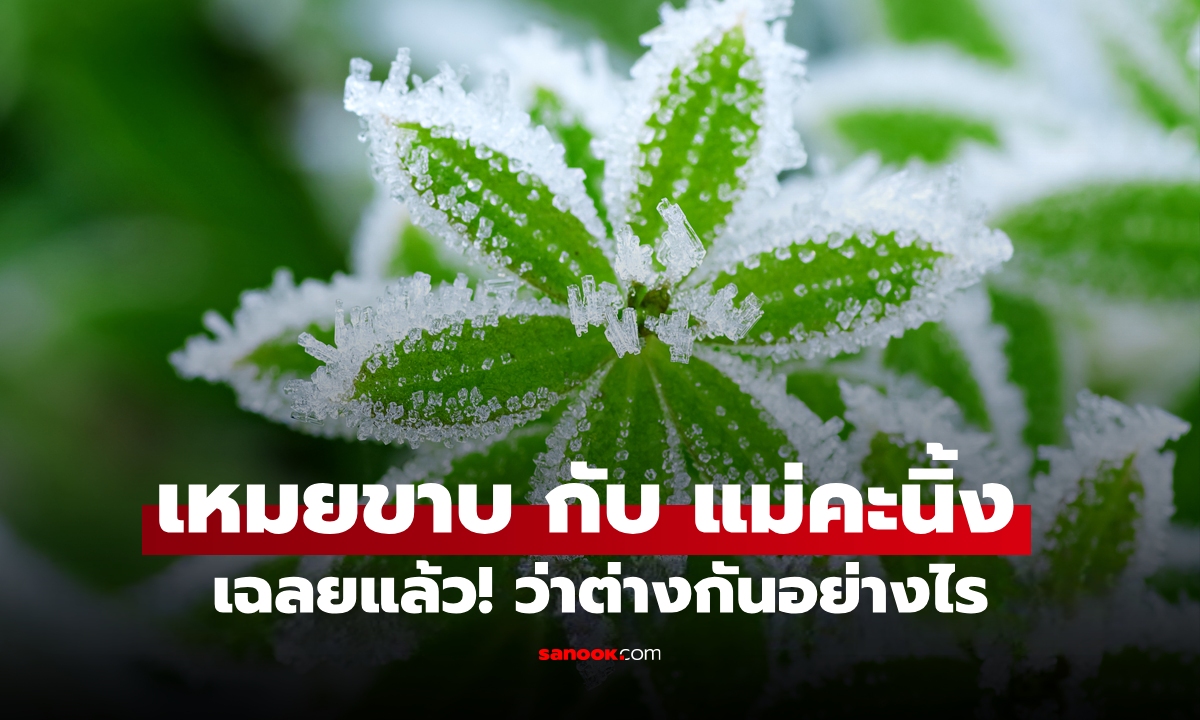 เฉลยแล้ว! เหมยขาบ กับ แม่คะนิ้ง ต่างกันอย่างไร ปีนี้เจอกันรึยัง