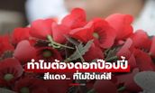 ทำไมต้องดอกป๊อปปี้? เปิดตำนาน วันทหารผ่านศึก กับเรื่องราวที่มากกว่าแค่การรบ