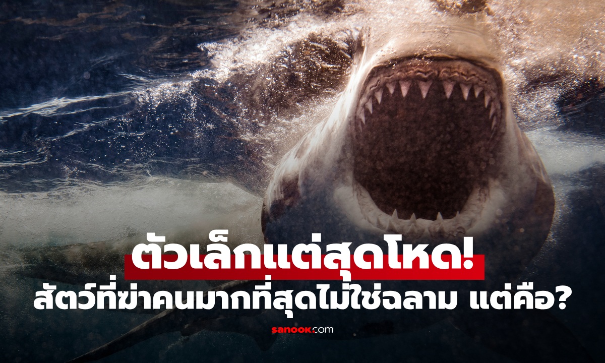 คิดผิดมาตลอด! สัตว์ที่ฆ่ามนุษย์มากที่สุดไม่ใช่ฉลาม ตัวเล็กแต่โหดที่สุด