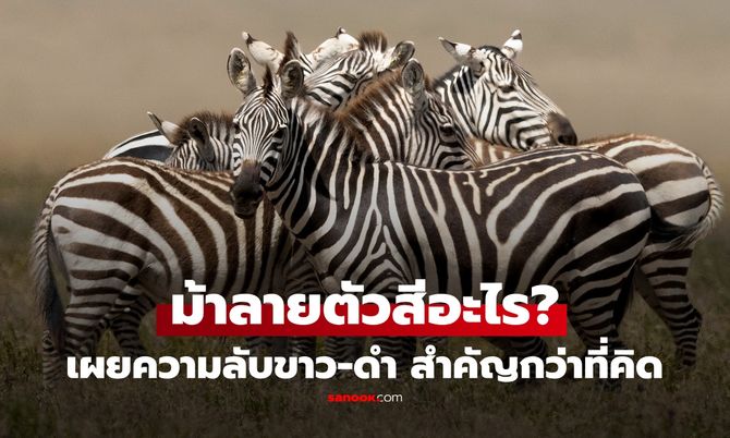 ม้าลายตัวสีอะไร? ตัวดำลายขาว หรือ ตัวขาวลายดำ นักวิทย์เฉลย ลายที่เห็นมีประโยชน์กว่าที่คิด!