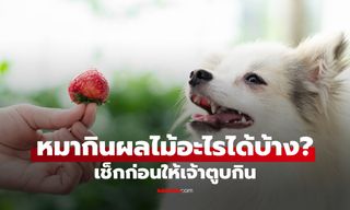 ผลไม้ที่หมากินได้ มีอะไรบ้าง? รวม 7 ผลไม้ปลอดภัย พร้อมวิธีกินที่ถูกต้อง