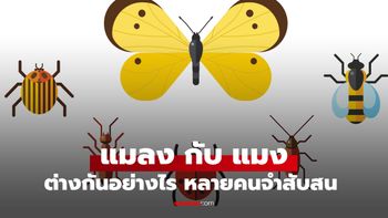 เลิกเรียกผิด! แมลง กับ แมง ต่างกันอย่างไร เปิด 3 จุดแยกแยะแบบแม่นยำ