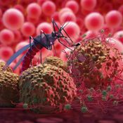 สัตว์อะไรฆ่าคนเยอะสุด