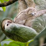 สัตว์อะไรโง่ที่สุดในโลก? คำตอบอาจไม่ใช่อย่างที่คุณคิด