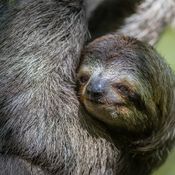 สัตว์อะไรโง่ที่สุดในโลก? คำตอบอาจไม่ใช่อย่างที่คุณคิด