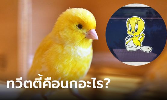 ทวีตตี้ คือนกอะไร? ดูการ์ตูนมาทั้งชีวิตเพิ่งรู้ ตัวเหลืองๆ เสียงเพราะ ช่วยชีวิตคนได้