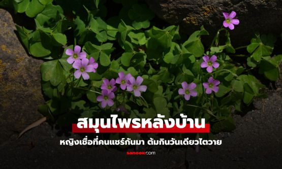 เชื่อที่คนแชร์ "สมุนไพรหลังบ้าน" ลดความร้อน-ขับสารพิษ กินวันเดียวไตวายเฉียบพลัน
