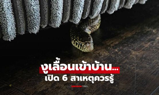 เปิด 6 สาเหตุที่ "งูเลื้อยเข้าบ้าน" อันดับ 1 หลายคนไม่เคยคิดถึง และมนุษย์ควบคุมไม่ได้!
