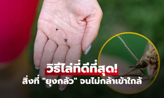 บอกลาวงจรตบ! เปิดเคล็ดลับ "กำจัดยุง" ระดับโปร อะไรที่ทำให้มัน "กลัว" จนไม่กล้ากัดคุณ