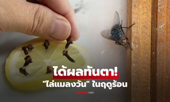 ได้ผลทันตา! "ไล่แมลงวัน" หน้าร้อนแบบง่ายๆ ใช้แค่ 2 อย่างนี้ ไม่ต้องพึ่งสารเคมี
