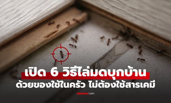 บอกลาสารเคมี! เปิด 6 วิธีไล่มดบุกบ้าน ด้วยของใช้ในครัว ปลอดภัยต่อเด็กและสัตว์เลี้ยง