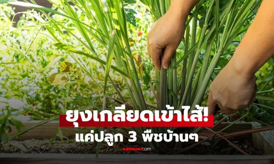 ไทยมีครบ! 3 พืชผัก "ไล่ยุง" ต่างชาติอวยยศ ว่าได้ผลดีเยี่ยม แถมเด็ดกินได้ด้วย