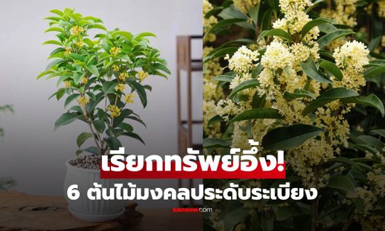 มีระเบียงต้องปลูก! เปิดพิกัด "6 ต้นไม้มงคล" ช่วยเปิดทางรับทรัพย์ เสริมพลังบวกให้บ้าน