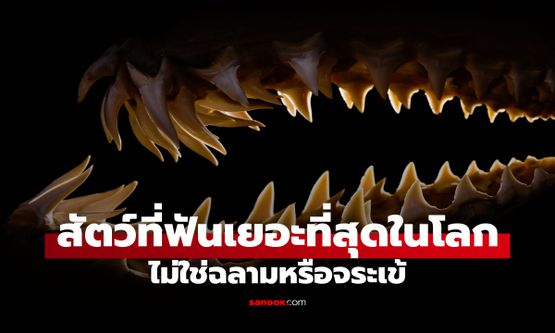 สัตว์มหัศจรรย์ที่มี "ฟัน" เยอะที่สุดในโลก รู้จำนวนแล้วขนลุก ไม่ใช่ฉลามหรือจระเข้