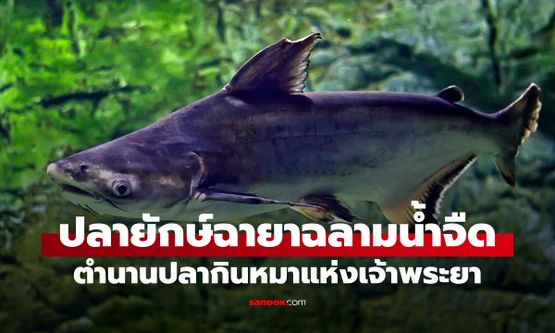 ปลายักษ์ฉายา "ฉลามน้ำจืด" ขนาดใหญ่ติดอันดับโลก ตำนานปลากินหมาแห่งเจ้าพระยา