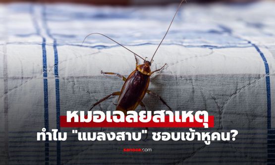 ทำไมแมลงสาบชอบเข้าหูคน? หมอเฉลยสาเหตุ และข้อห้ามสำคัญหากแมลงเข้าหู