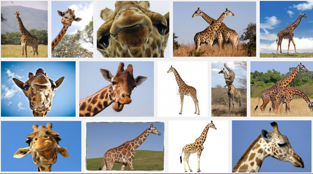 The Great Giraffe Challenge The Great Giraffe Challenge