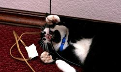 5 วิธีป้องกันแมวตัวร้าย จ้องทำลายสายไฟเครื่องเกม