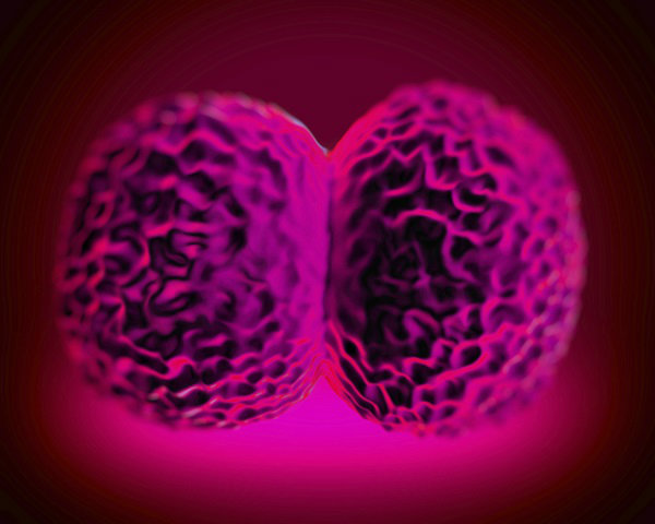 โรคไข้กาฬหลังแอ่น ( Meningococcal  Meningitis )