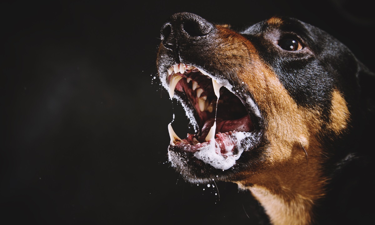 สุนัข-แมวกัดหรือข่วน เสี่ยงโรค "พิษสุนัขบ้า"