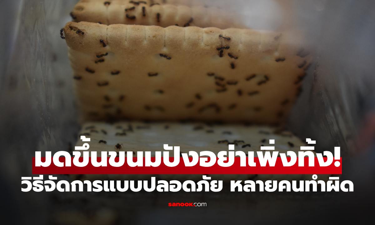 มดขึ้นขนมปังอย่าเพิ่งทิ้ง! วิธีจัดการแบบปลอดภัย หลายคนทำผิดมาตลอด