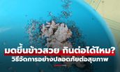 มดขึ้นข้าวสวย กินต่อได้ไหม? วิธีจัดการอย่างปลอดภัยต่อสุขภาพ