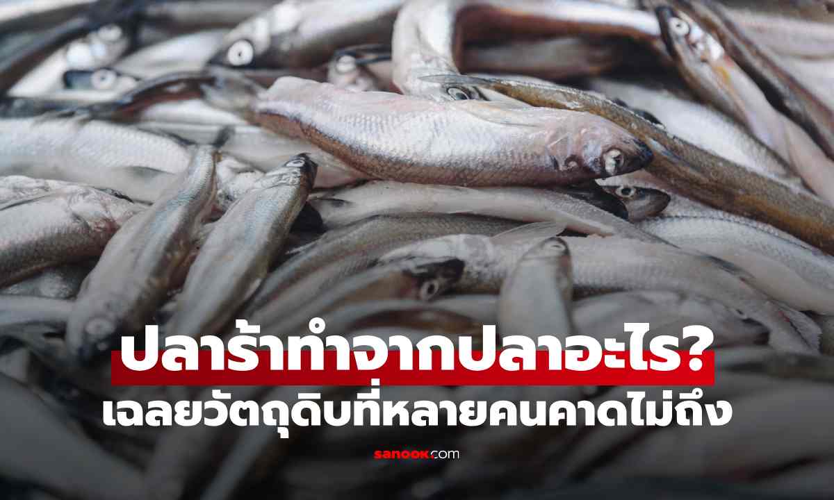 ปลาร้าที่กินอยู่ ทำจากปลาอะไร? เฉลยวัตถุดิบที่หลายคนคาดไม่ถึง