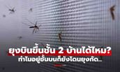 ยุงบินขึ้นชั้น 2 ของบ้านได้ไหม? รู้คำตอบแล้วจะเข้าใจ ทำไมอยู่ชั้นบนก็ยังโดนยุงกัด