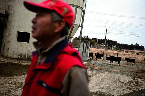 Yukio Yamamoto (wearing red jacket), returns to his car after releasing his Wagyu cows onto irradiated and contaminated land, during one of his visits back to his farm that he evacuated from, near Namie town, inside the 20kilometre nuclear exclusion zone,