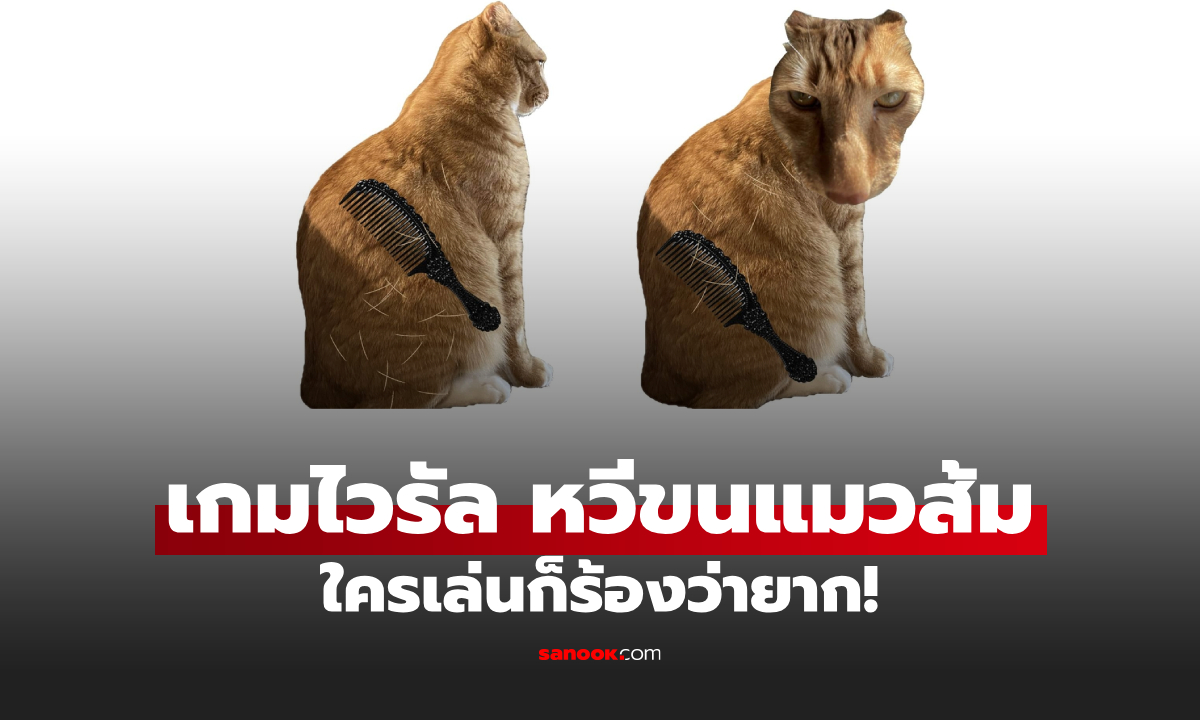 ลองเล่นยัง? เกมไวรัลเสี่ยงตาย "หวีขนแมวส้ม" ใครลองก็ว่ายาก พลาดนิดเดียวโดนสวบ!