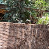 ภาพจาก Nothing Phone (4a) Pro