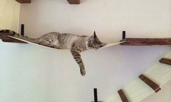 Cat Space จัดสรรพื้นที่ในบ้าน ให้เจ้าเหมียวตัวน้อย