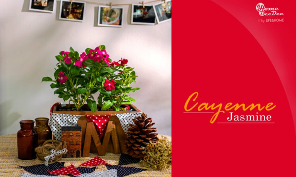แต่งสวนให้สวยด้วยแพงพวย Cayenne jasmine