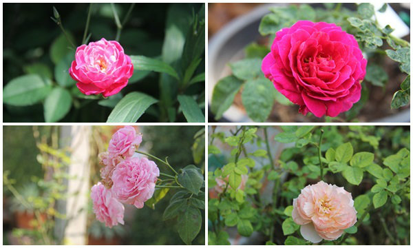 อยากมี “สวนกุหลาบ” ของตัวเอง ไม่ง่ายอย่างที่คิด