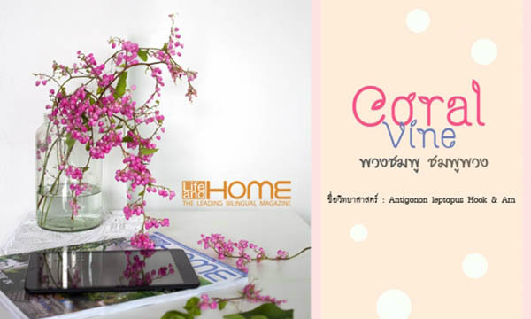 Coral Vine พวงชมพู ชมพูพวง