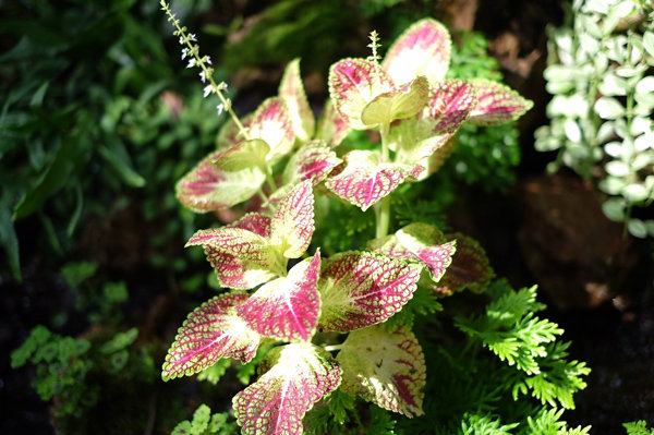 ต้นไม้จัดสวน