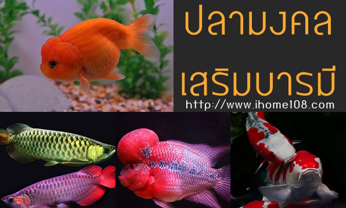 เลี้ยงปลามงคลเสริมบารมี ชนิดไหนดี ถูกหลักฮวงจุ้ยเสริมความร่ำรวย ?