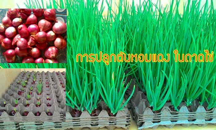 ไอเดียการปลูกต้นหอมแดงในถาดไข่ ไม่ต้องง้อดิน ง่ายๆ ไว้ทานในครอบครัว