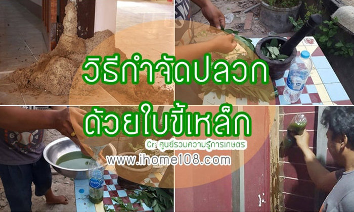 วิธีกำจัดปลวก จากของธรรมชาติไร้สารเคมีปลอดภัย ด้วยใบขี้เหล็ก