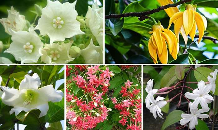 5 พรรณไม้หอมประเภทไม้เลื้อย สไตล์ไทยๆ หอมเย็นใจ สวยเย็นตา