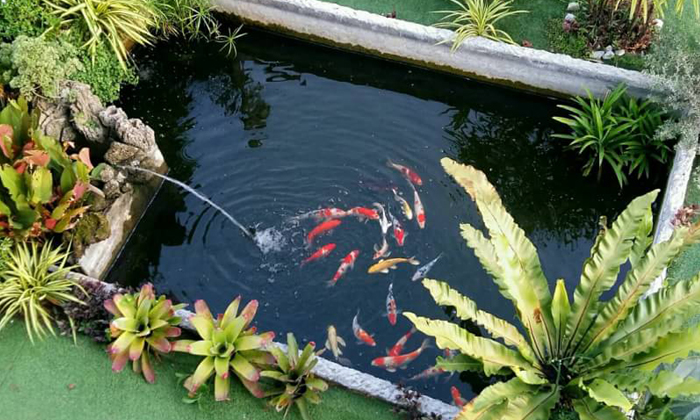 รีวิวทำบ่อปลาในสวน ที่ทั้งสวยและร่มรื่น กลางทุ่งนาบรรยากาศดีดี สวยๆ งบ 5 พันกว่าบาท