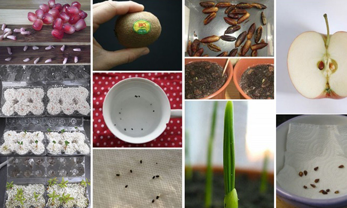 10 ไอเดียการเพาะผักผลไม้จากชิ้นส่วนของของผักผลไม้เอง