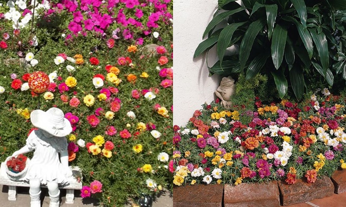 ไอเดียการจัดสวนสวยๆ หวานด้วย Moss rose “แพรเซี่ยงไฮ้” สีสันมากมาย