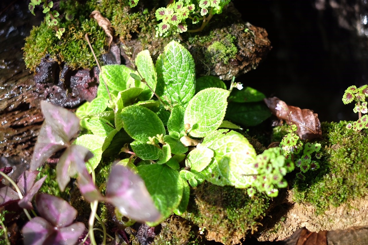 จัดสวนบ้าน